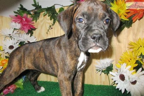Located in the Chippewa Valley of west-central Wisconsin, at Chippewa Valley Boxers we are crazy about boxers. . Boxer puppies for sale in illinois
